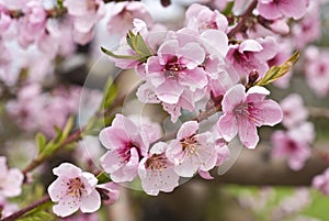 Cherry Orchards in the Spring