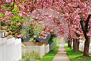 Cherry Path