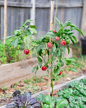 Cherry peppers plant with bamboo stake on raised bed with abundant of ripen red heart-shaped chili pepper