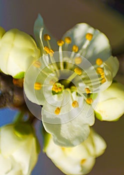 Cherry petal close up