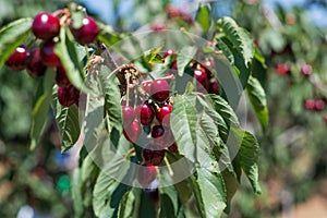 Cherry Picking at Bustan Bereshit in the Golan Heights