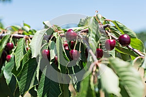 Cherry Picking at Bustan Bereshit in the Golan Heights