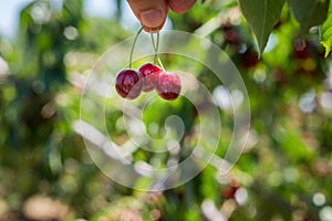 Cherry Picking at Bustan Bereshit in the Golan Heights