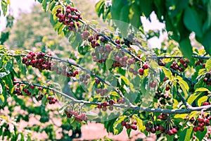 Cherry Picking at Bustan Bereshit in the Golan Heights