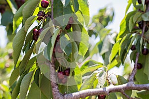 Cherry Picking at Bustan Bereshit in the Golan Heights