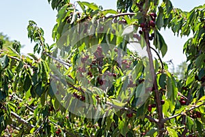 Cherry Picking at Bustan Bereshit in the Golan Heights
