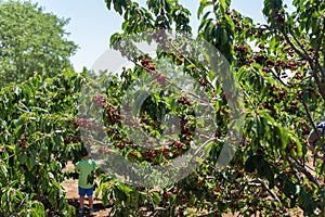Cherry Picking at Bustan Bereshit in the Golan Heights