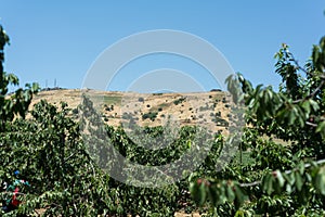Cherry Picking at Bustan Bereshit in the Golan Heights