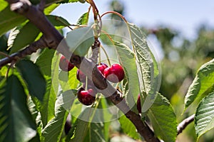 Cherry Picking at Bustan Bereshit in the Golan Heights