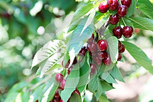 Cherry picking at Odem, Israel