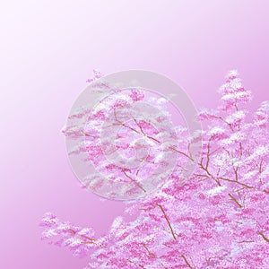 Cherry pink blossoms close up. Blooming cherry tree. Spring floral background.