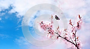 Cherry pink blossoms close up. Blooming cherry tree. Spring floral background. Butterfly on blue sky background. Place for text