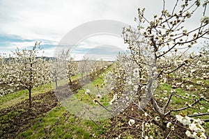Cherry plantation orchard low angle view on row of trees in bloom with white flowers