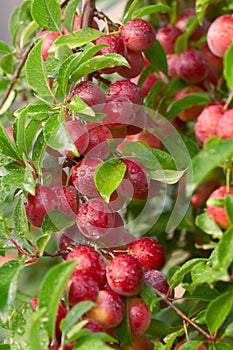 Cherry-plum photo