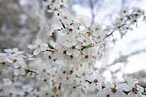 Cherry plum blossom