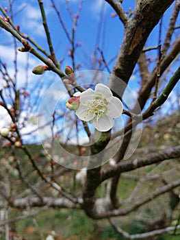 cherry-plum blossom with bright clear blue sky background