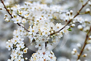 Cherry plum blossom in early spring