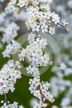 Cherry plum blossom in early spring