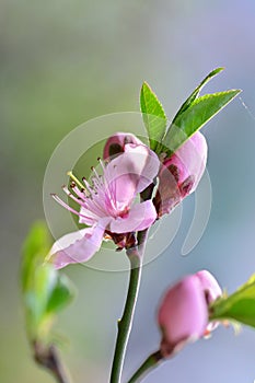 Cherry plum blossoms in spring
