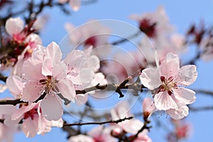 Cherry plum blossoms in spring