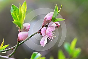 Cherry plum blossoms in spring