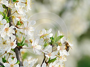 Cherry plum blossoms in spring
