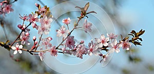 Cherry plum branch in blossom photo