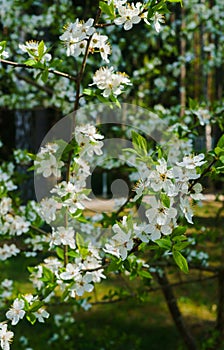 Cherry-plum branches sprinkled with white flowers against the background of spring greenery