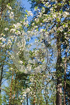 Cherry-plum branches sprinkled with white flowers against a blue sky