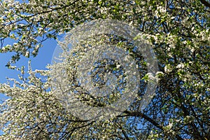 Cherry-plum branches sprinkled with white flowers against a blue sky