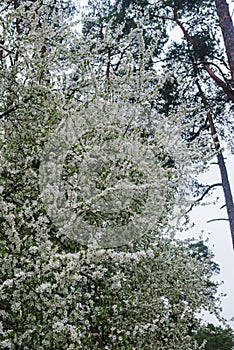 Cherry-plum branches sprinkled with white flowers against a sky