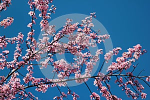 Cherry plum flowers, or Prunus cerasifera, in a garden