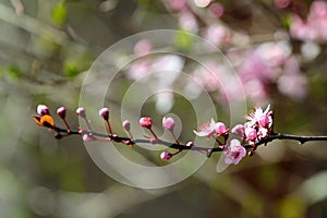 Cherry plum flowers, or Prunus cerasifera, in a garden