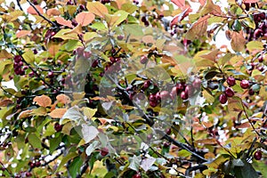 Cherry plum - fruit ligneous plant, species of genus Plum subfamily Plum family Rose. One of initial forms of homemade plum