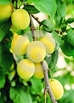 cherry plum grows and ripens on a branch of a plum tree