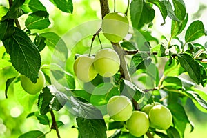 cherry plum grows and ripens on a branch of a plum tree