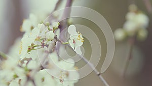 Cherry Plum Light Flowers. Plum Blossom With Purple Leaves. Flowering Cherry.