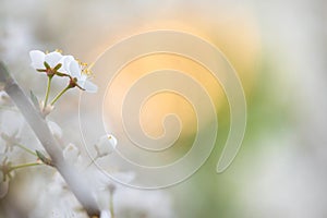 Cherry plum or Myrobalan plum flowers. Blooming fruit tree in springtime.