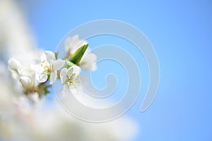 Cherry plum or Myrobalan plum flowers. Blooming fruit tree in springtime.