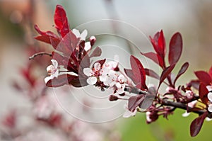 Cherry Plum or Myrobalan Plum (Prunus cerasifera) photo
