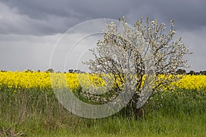 cherry plum near the canola field (Prunus cerasifera) photo