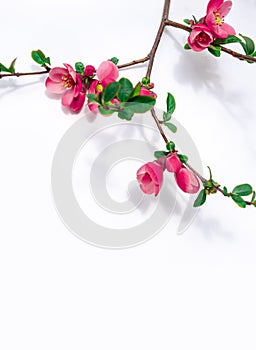 Cherry plum pink flower white background green leaves twig