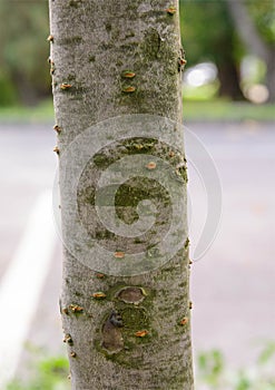 Cherry plum - Prunus cerasifera f. atropurpurea