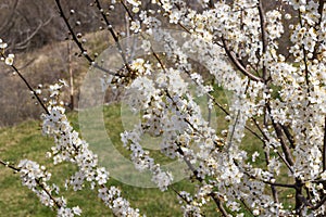 cherry plum prunus cerasifera photo