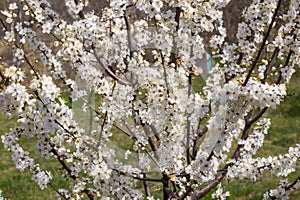 cherry plum prunus cerasifera photo