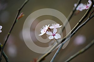 Cherry plum Prunus cerasifera Nigra, close-up pink flowers on twigs