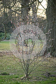 Cherry plum Prunus cerasifera Nigra, pink flowering shrub