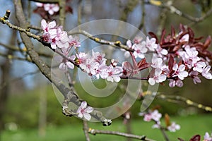 Cherry plum Prunus cerasifera Nigra, pink flowers