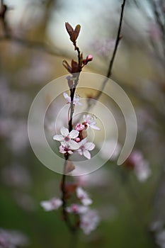 Cherry plum Prunus cerasifera Nigra, pink flowers on a twig