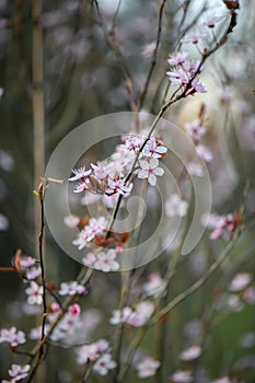 Cherry plum Prunus cerasifera Nigra, pink flowers on twigs